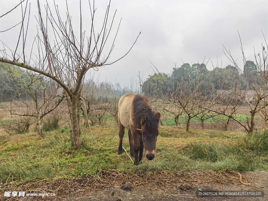 田野中低头吃草的骏马