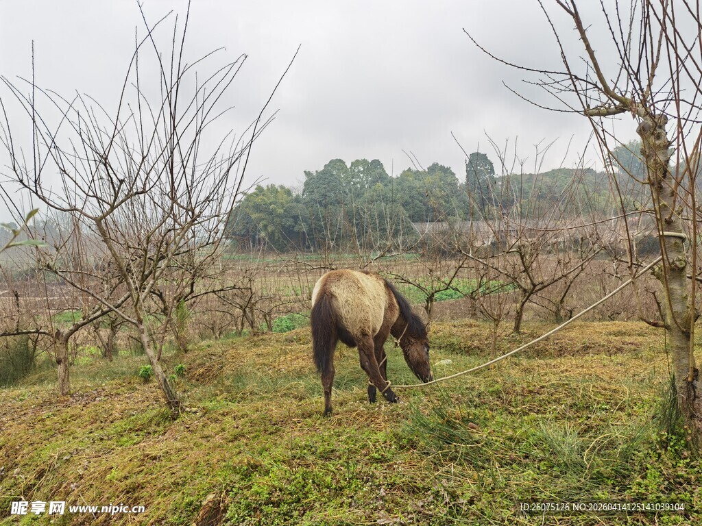 田野中吃草的马
