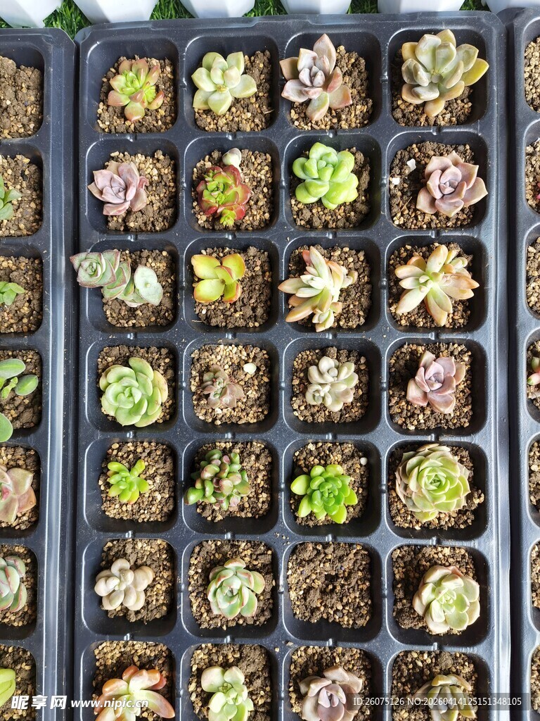 多肉植物育苗盘展示