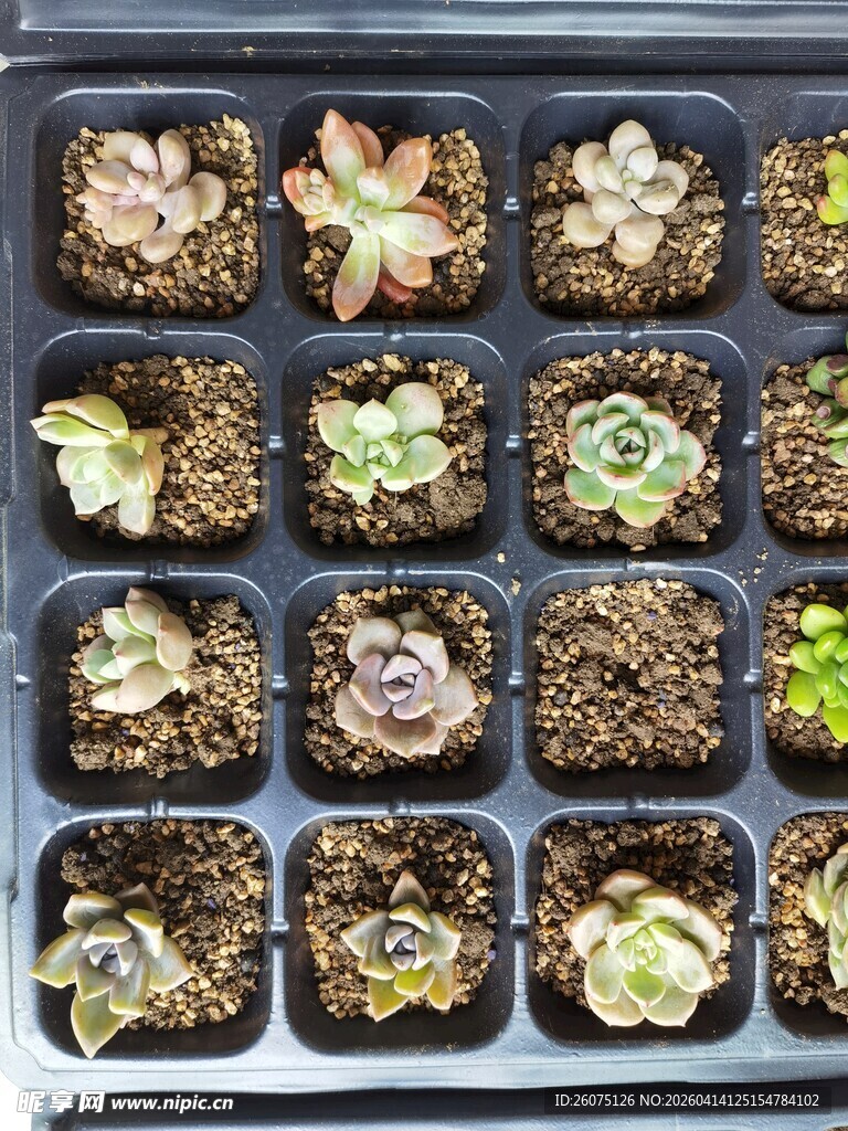 多肉植物盆栽展示