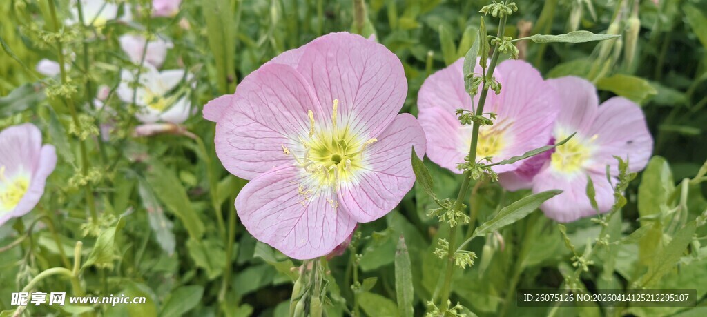 粉色月见草绽放于绿野