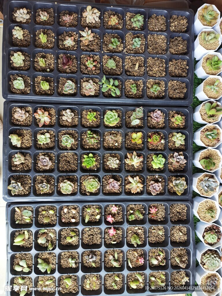 多样多肉植物整齐排列