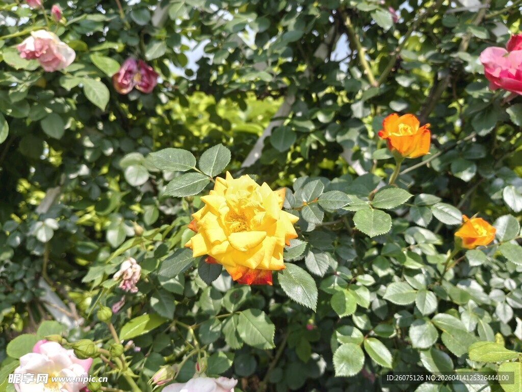 多彩月季花绽放