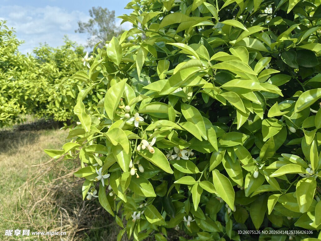 绿叶繁茂的果园景象