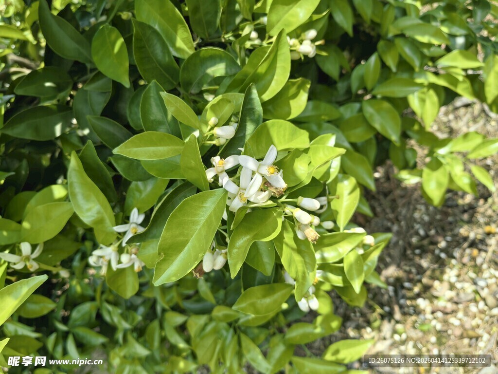 柑橘树绽放的白色小花