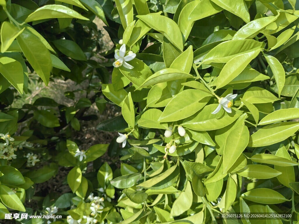 翠绿繁茂的植物叶片与白色花朵