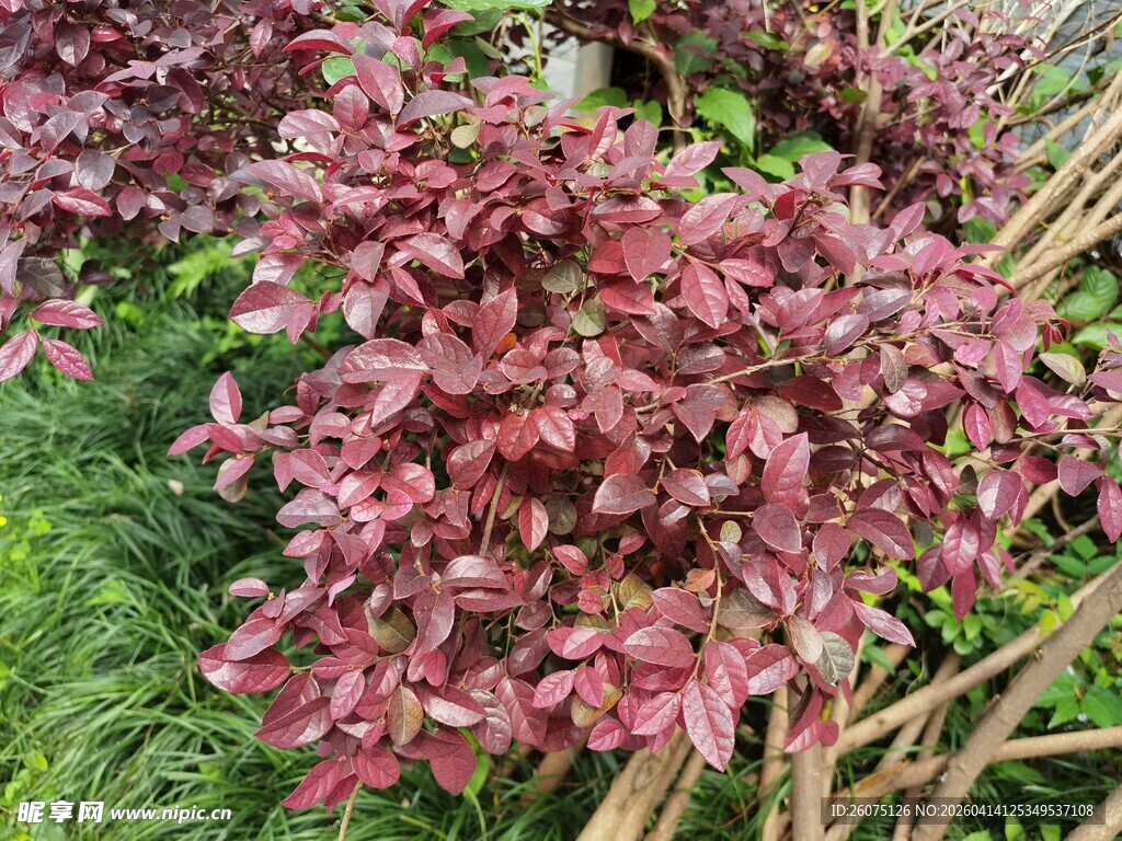 紫红叶片植物特写