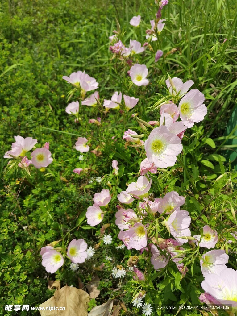 草地上绽放的粉嫩小花