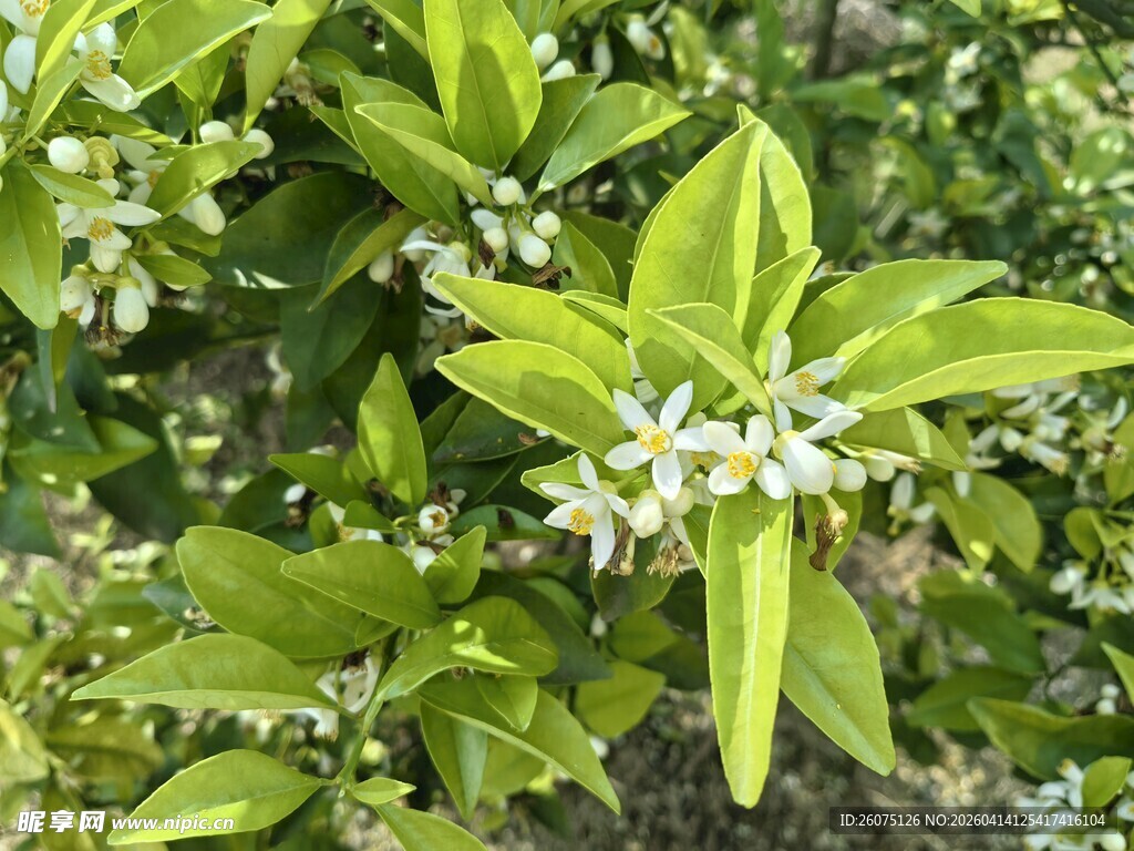 绿叶间绽放的白色小花