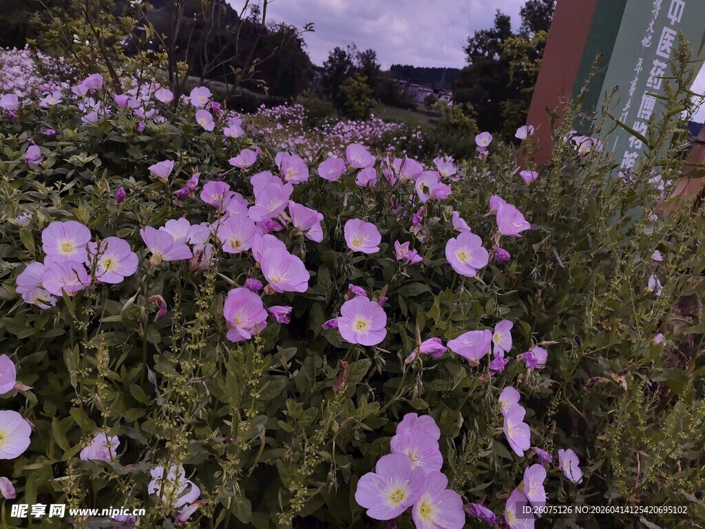 烂漫紫花绽放于绿野间