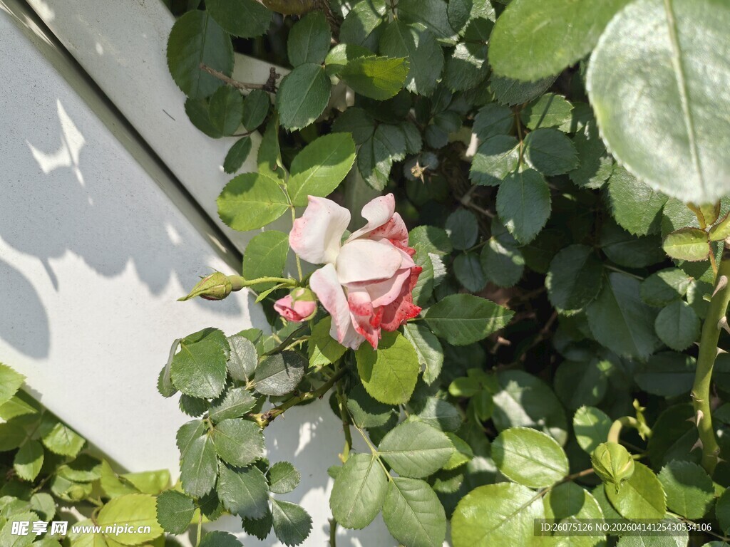 娇艳绽放的粉色月季花