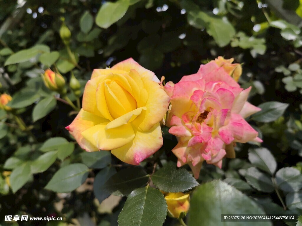 双色娇艳玫瑰绽放