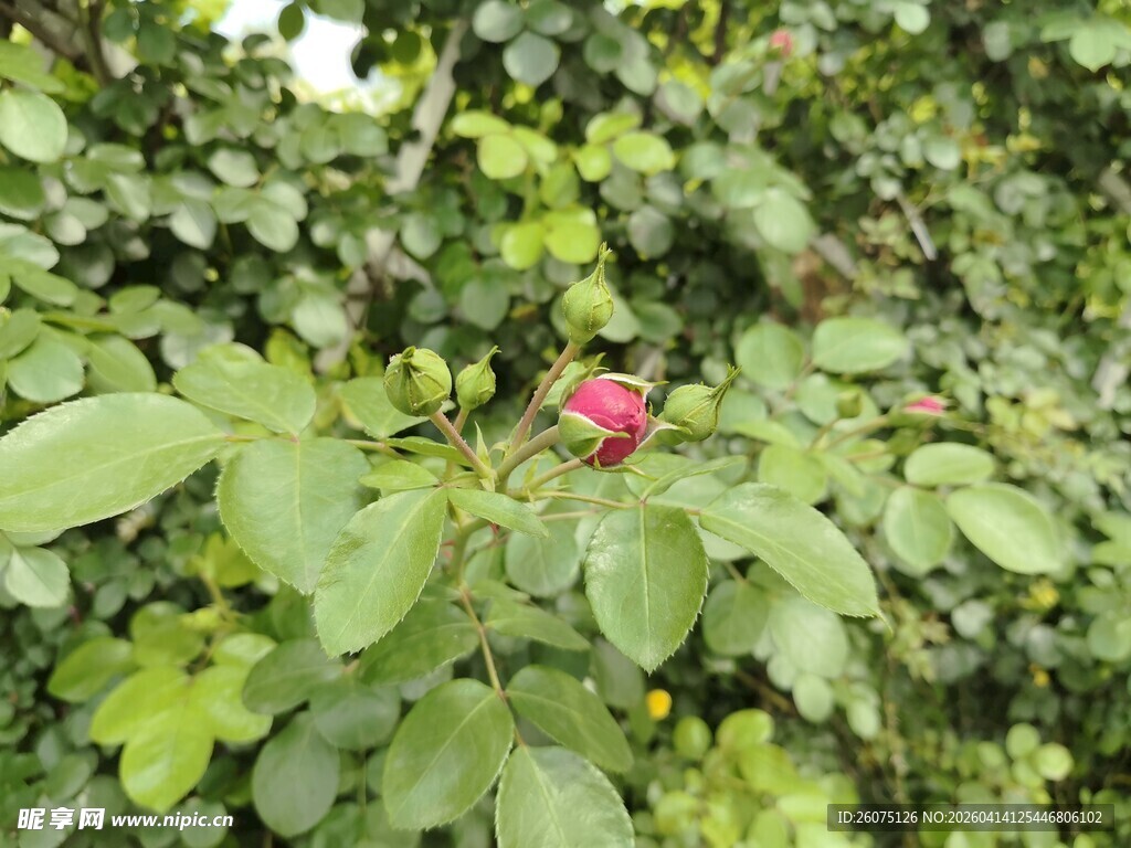 绿叶丛中一朵娇艳红玫瑰