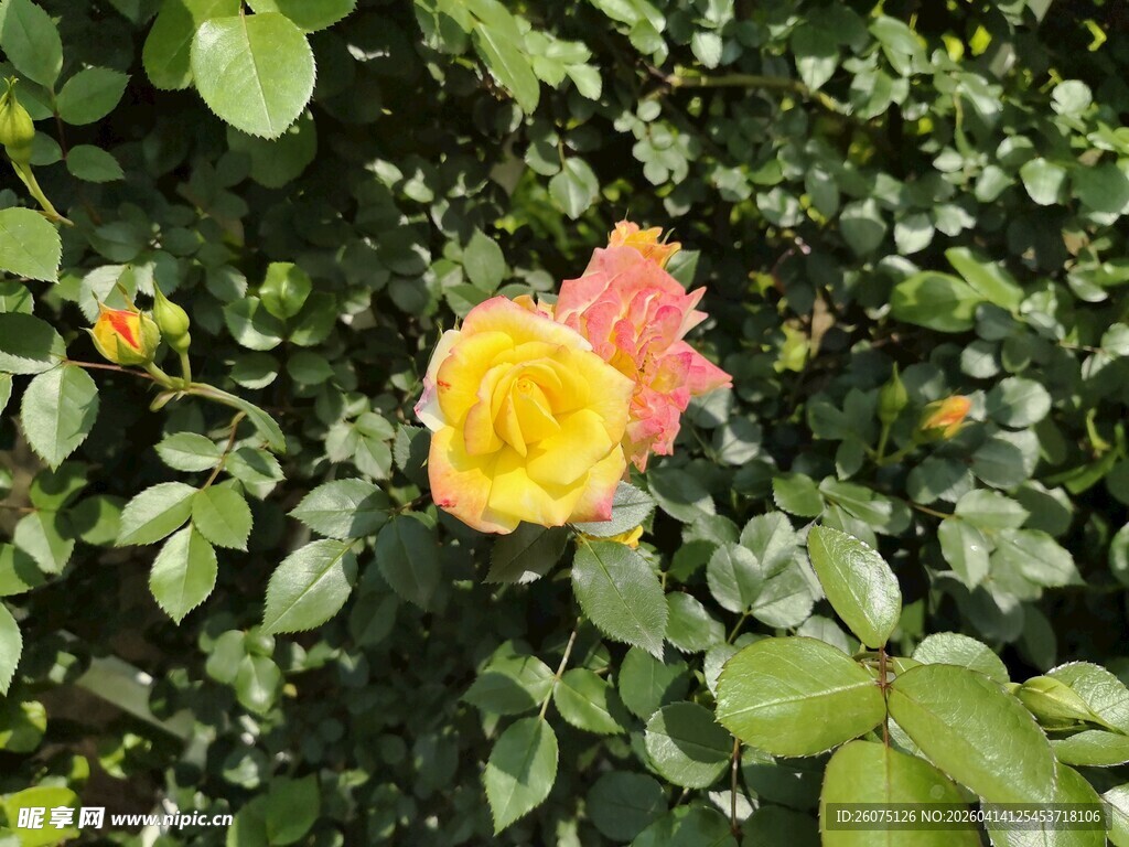 双色月季花绽放绿叶间