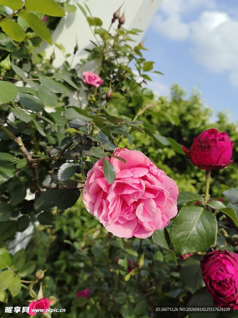 娇艳盛开的粉色月季花