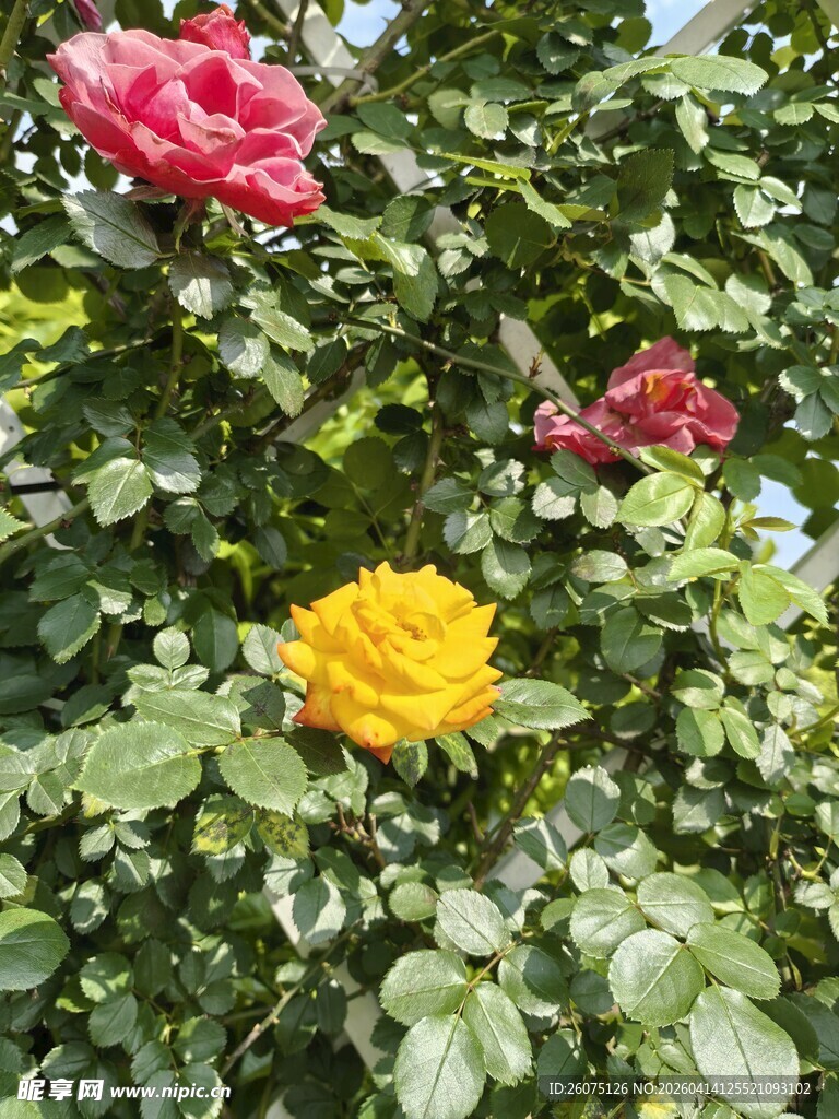 多彩玫瑰绽放绿叶间