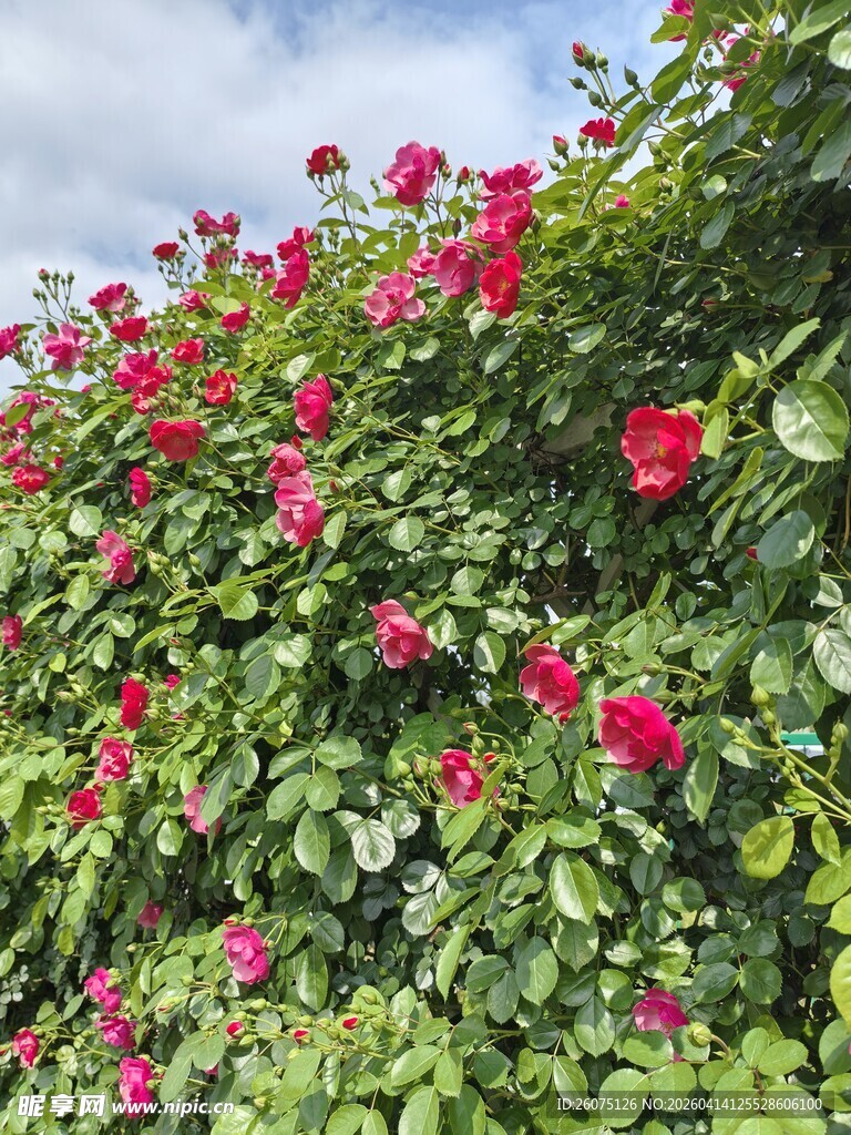 盛开的红色蔷薇花墙
