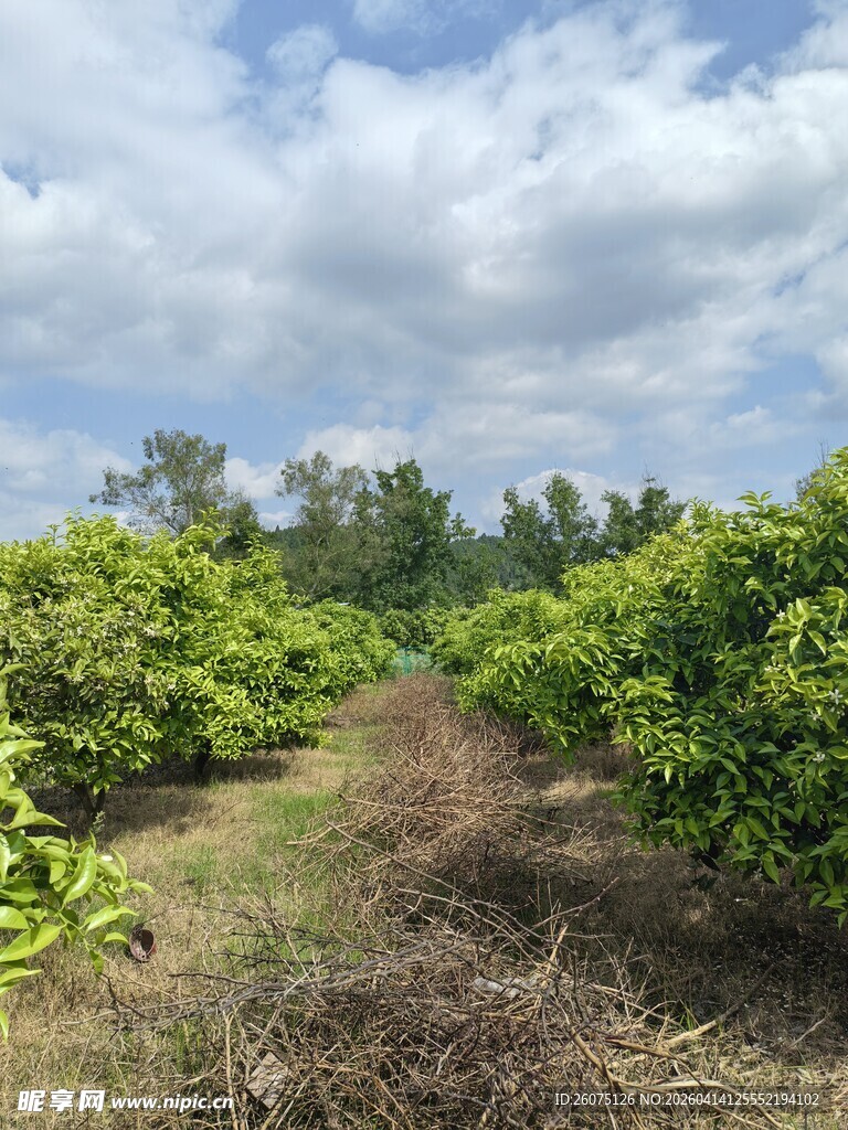 绿意盎然的柑橘种植园