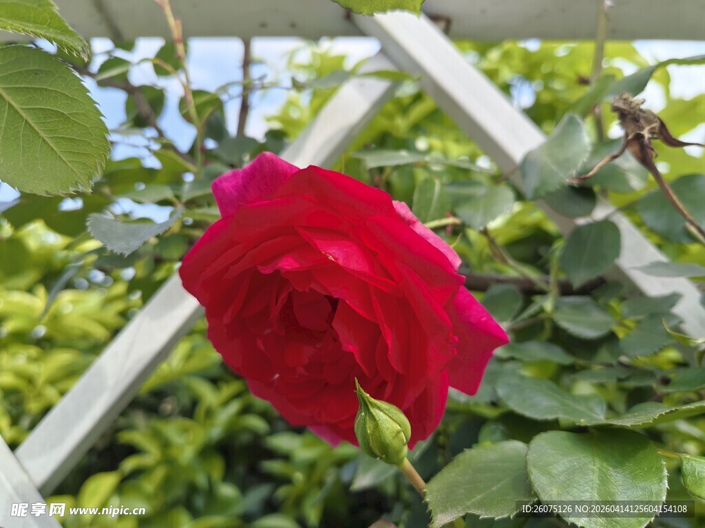 娇艳红玫瑰绽放于花架间