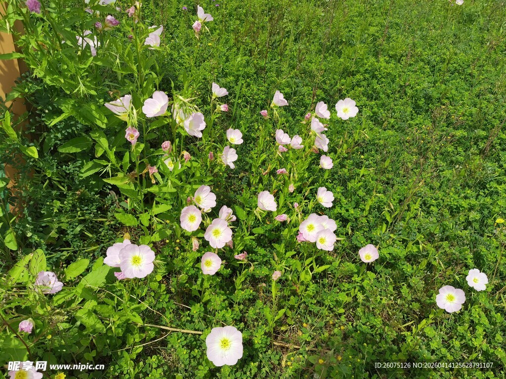 草地上绽放的白色小花