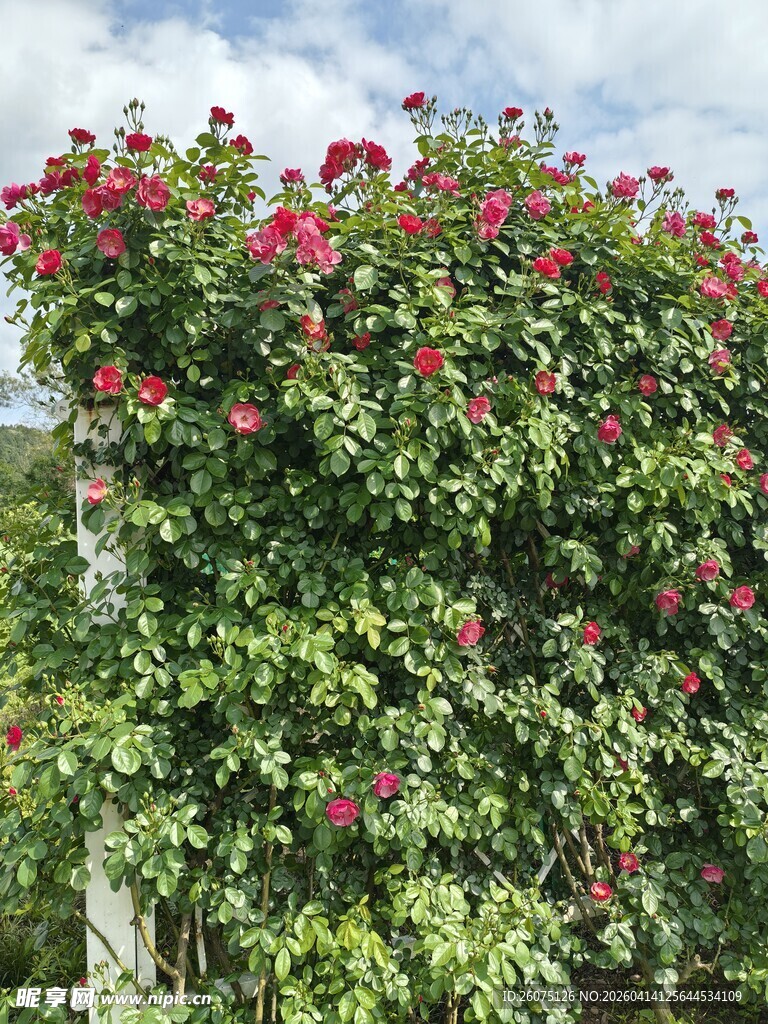 繁花满藤的绿色植物景观