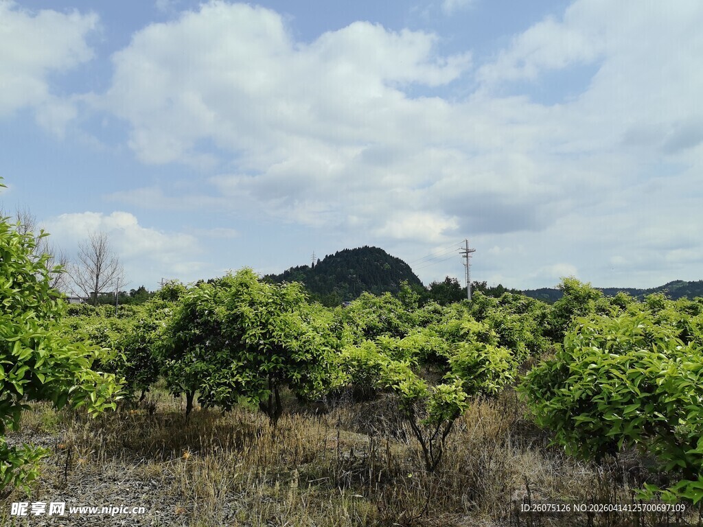 田野绿植与远山美景
