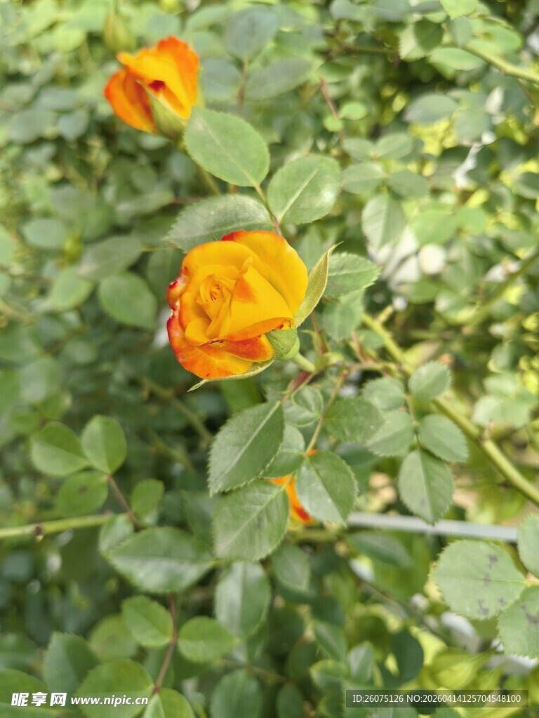 绽放的橙色月季花