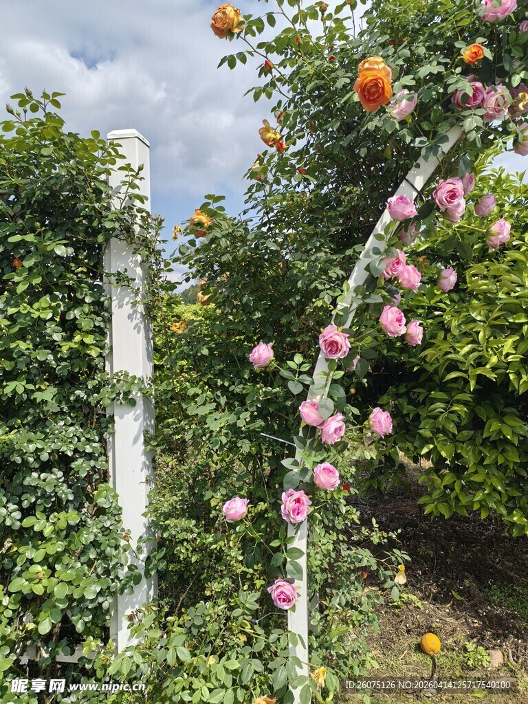 花藤缠绕的户外景致
