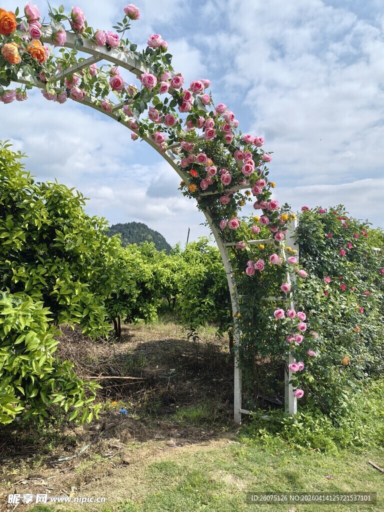 繁花拱门装点户外美景