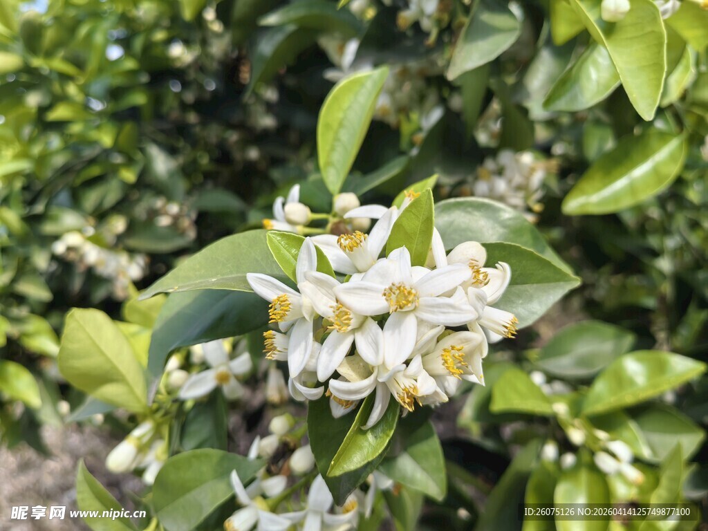 柑橘洁白花朵绽放枝头