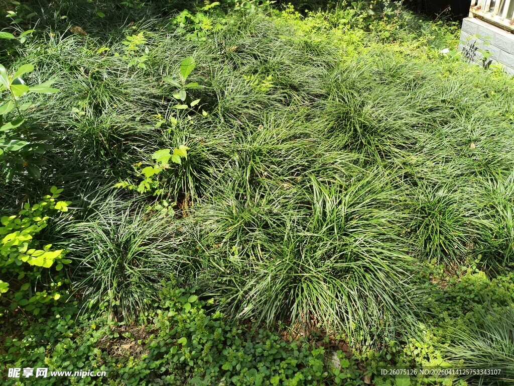 繁茂绿植景观