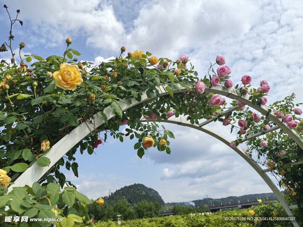 蔷薇花拱门装点下的田园美景