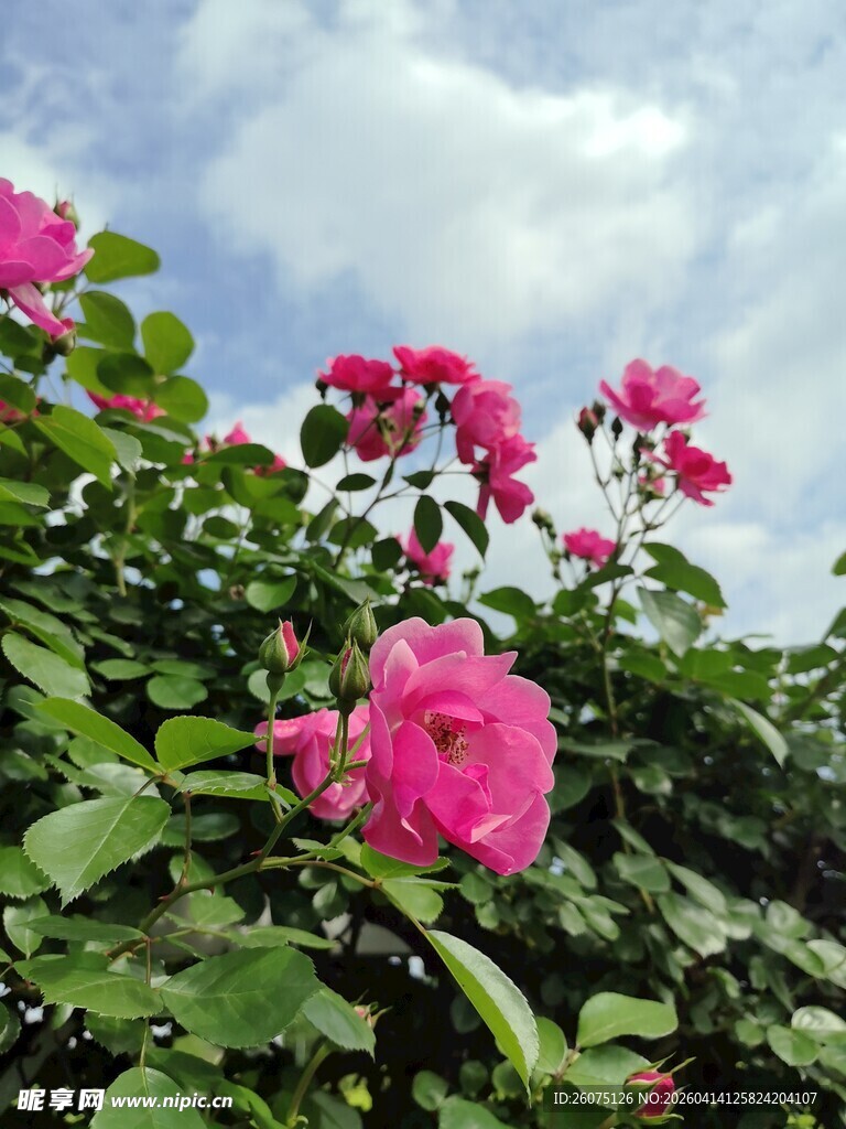 娇艳蔷薇绽放于蓝天之下