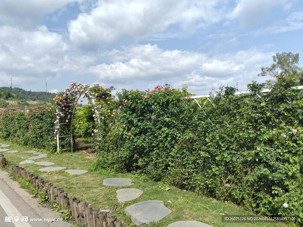 田园小径旁的绿植景观