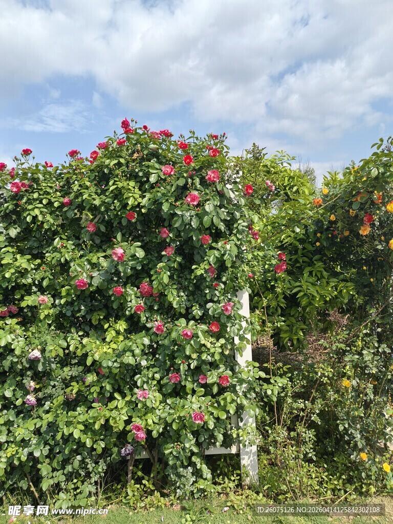 繁花爬满的绿植围栏