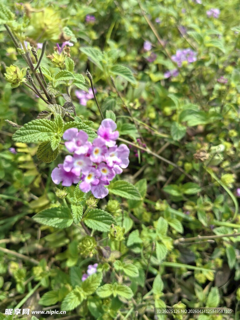 紫色小花绽放绿叶间