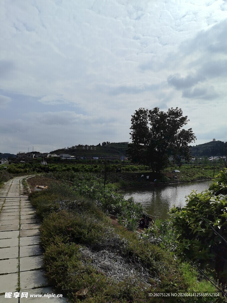 乡间小径旁的自然景致