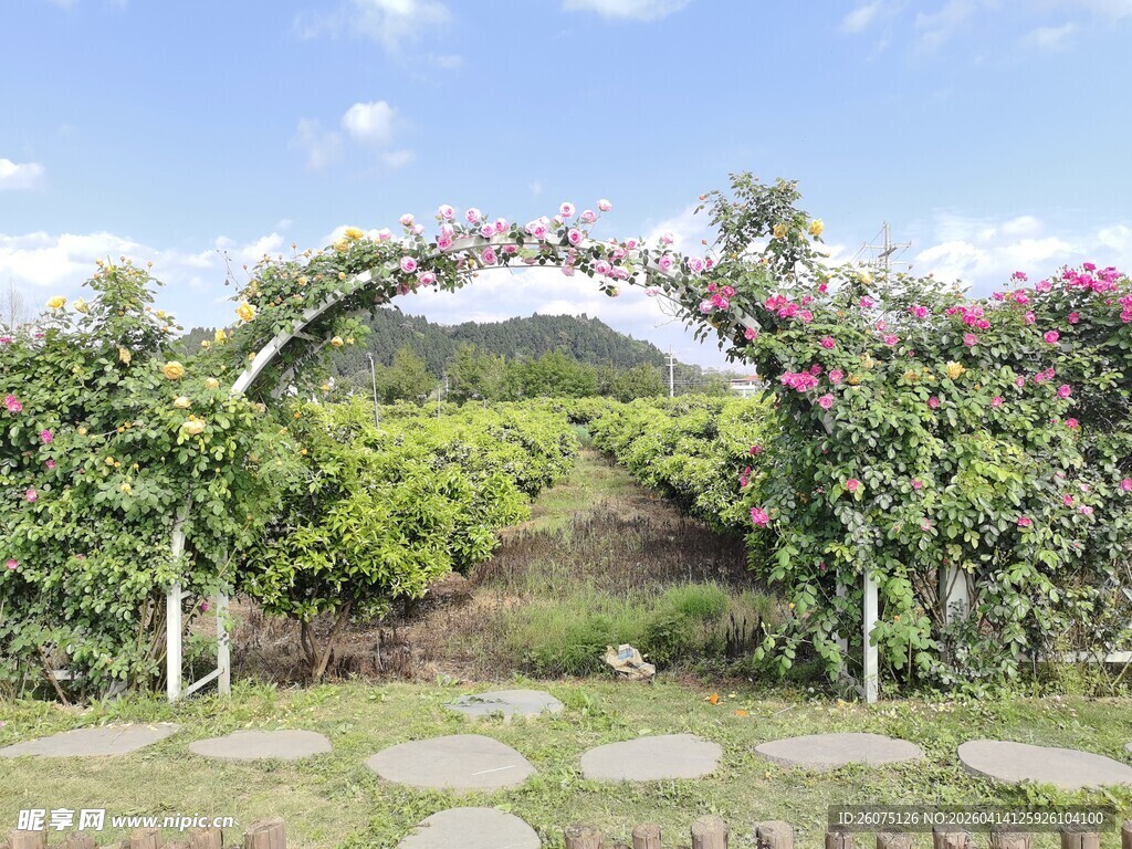 浪漫花卉拱门田园美景