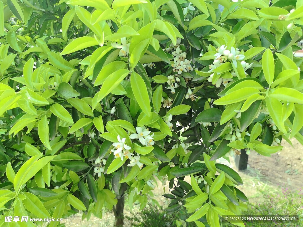 绿叶间的白色小花