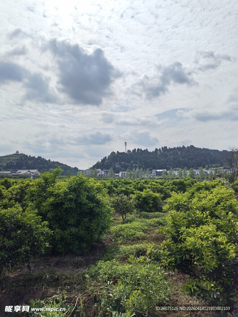 绿意盎然的山野田园风光
