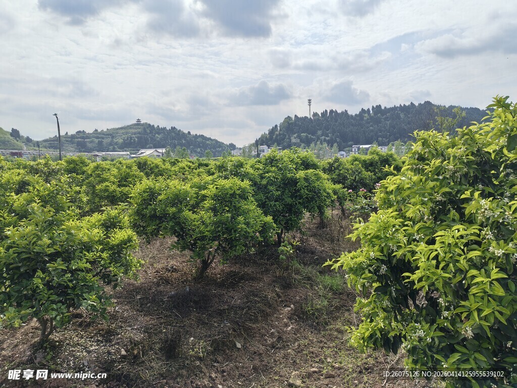 柑橘种植园绿意盎然