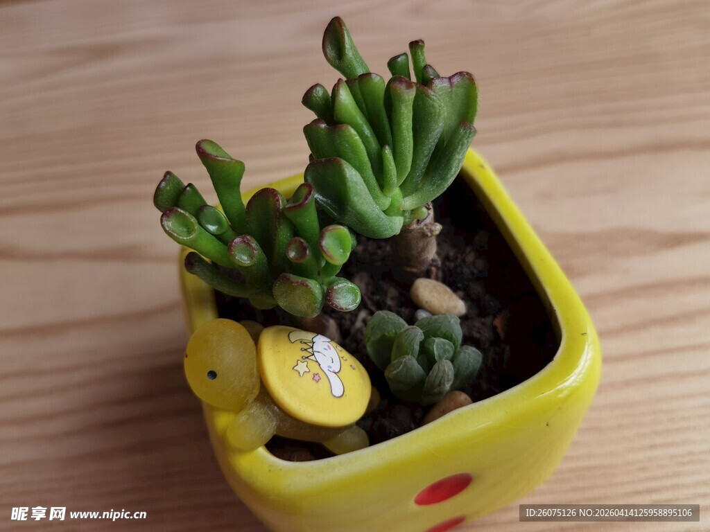 黄色盆栽中的萌趣多肉植物