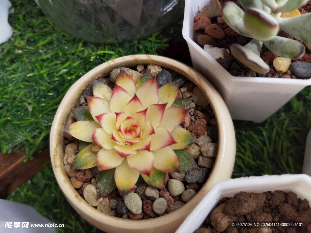 多彩多肉盆栽展示