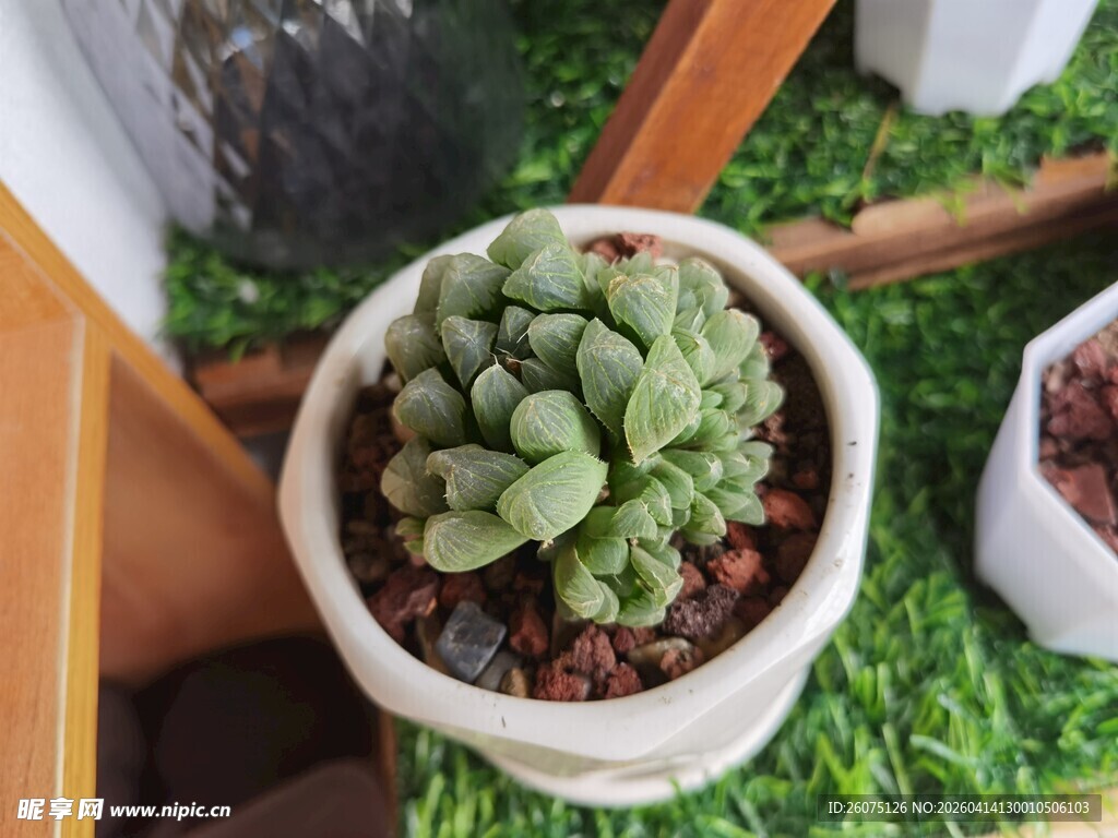 精致盆栽多肉植物特写