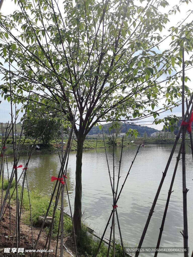 河畔绿树景观
