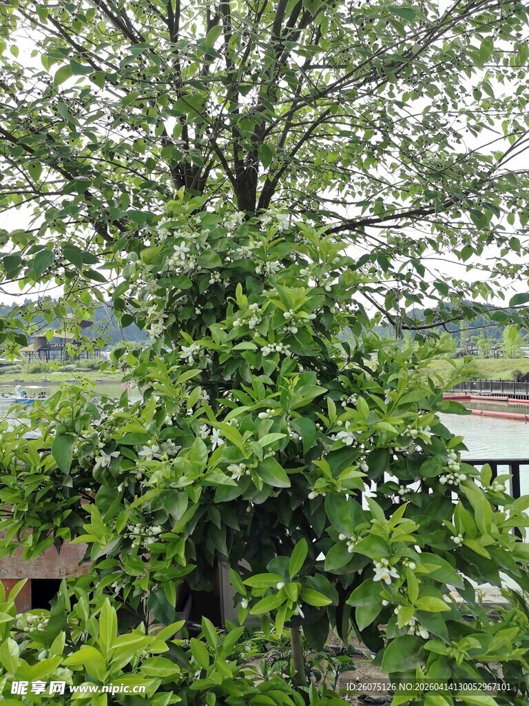 繁茂大树下的绿意景致