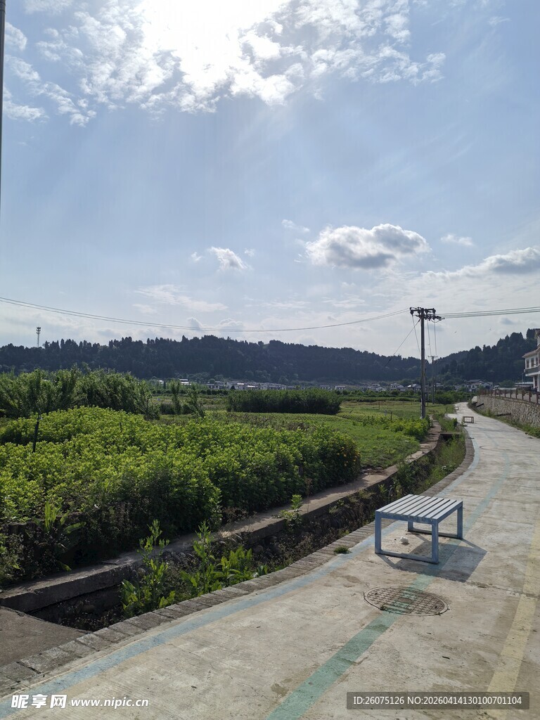 乡间小路旁的葱郁田野