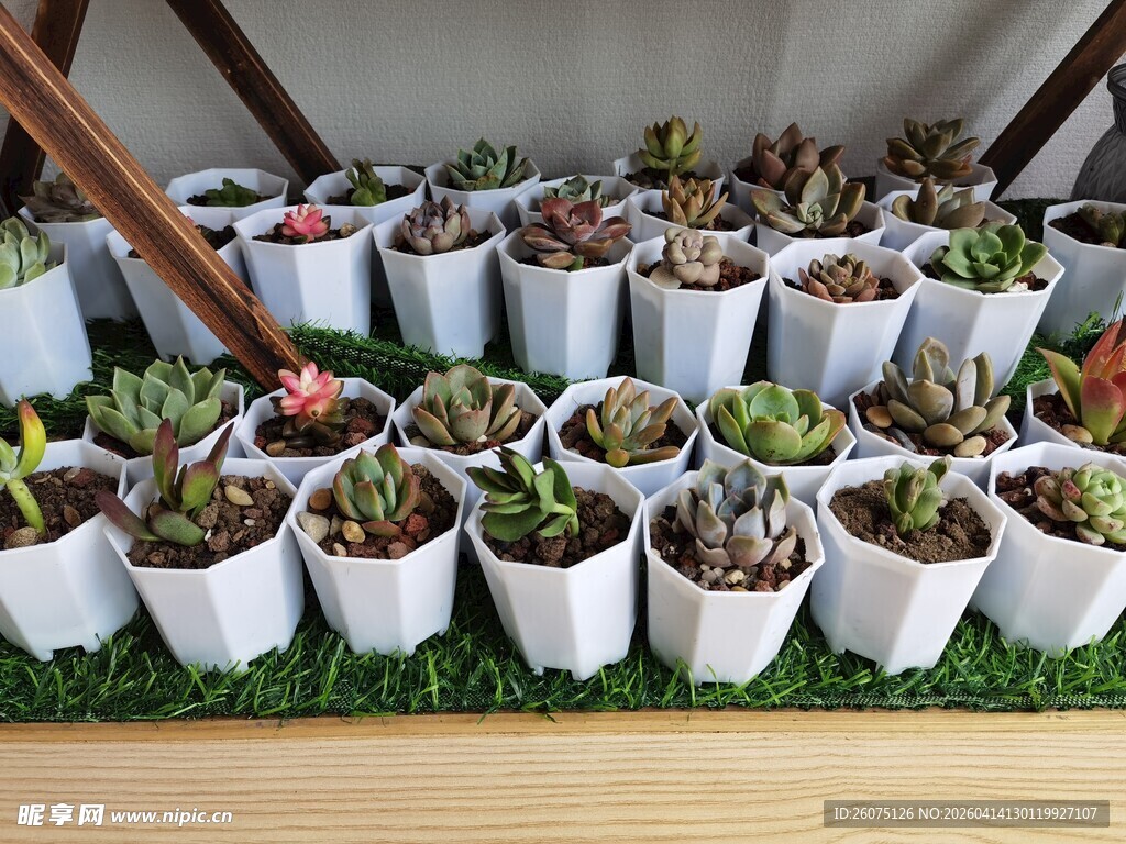 可爱多肉盆栽整齐陈列