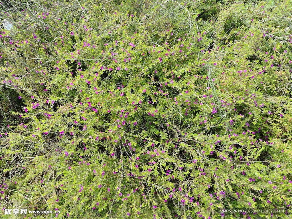 繁茂绿植间点缀紫色小花