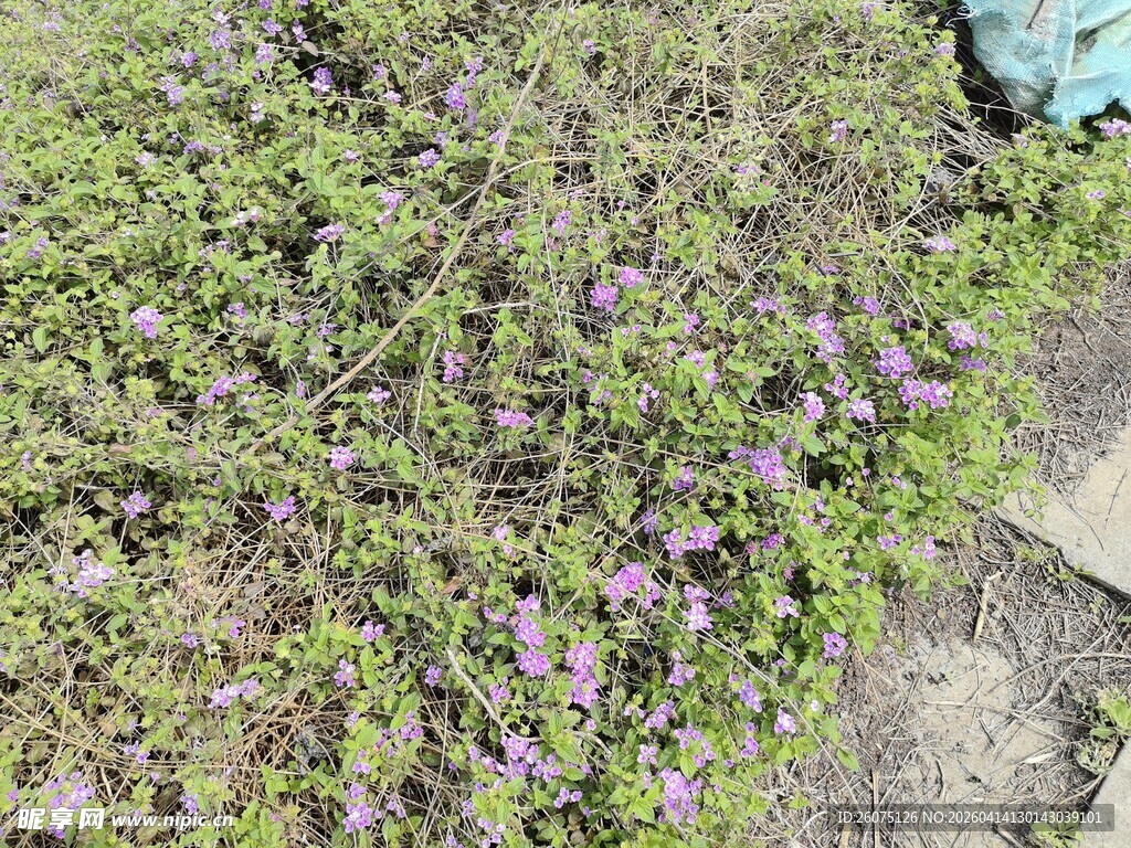 地面生长的紫色小花丛